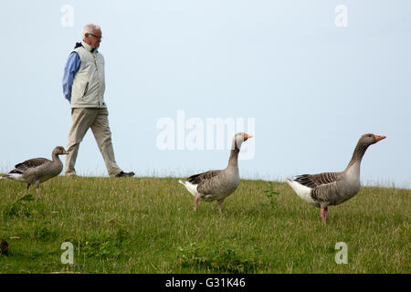 Norderney, Germania, e Graugaense Spaziergaenger sulla diga Foto Stock