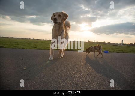 Berlino, Germania, cani sul campo di Tempelhof Foto Stock