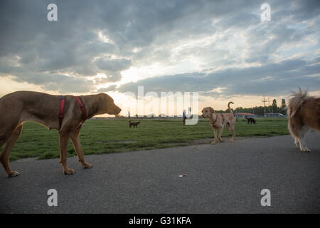 Berlino, Germania, cani sul campo di Tempelhof Foto Stock