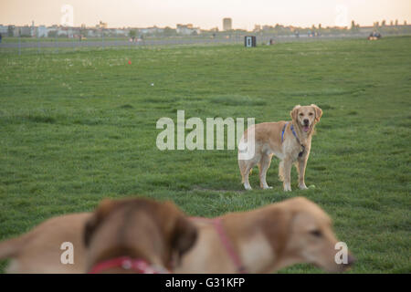 Berlino, Germania, cani sul campo di Tempelhof Foto Stock