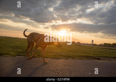 Berlino, Germania, cani sul campo di Tempelhof Foto Stock