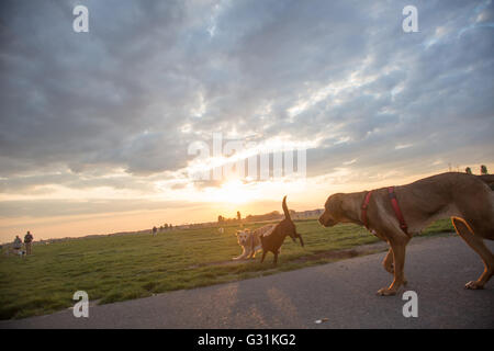 Berlino, Germania, cani sul campo di Tempelhof Foto Stock