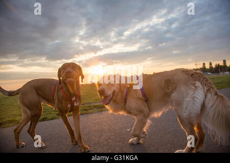 Berlino, Germania, cani sul campo di Tempelhof Foto Stock