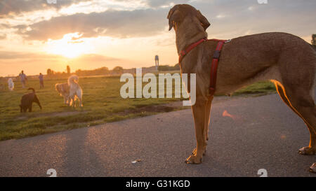 Berlino, Germania, cani sul campo di Tempelhof Foto Stock