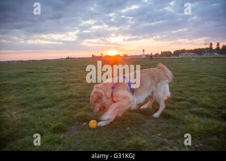 Berlino, Germania, cani sul campo di Tempelhof Foto Stock