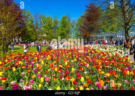 Il Keukenhof, giardino, parco divertimenti, Molla Park, flower show in primavera Lisse, Paesi Bassi, Foto Stock