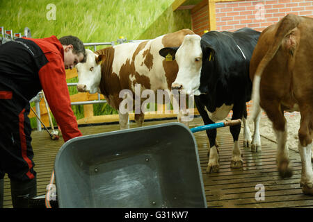 Berlino, Germania, presso l'International Fleckvieh verdi settimana Foto Stock