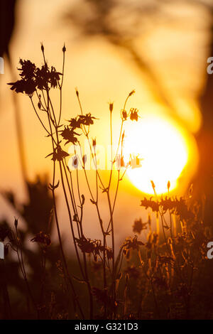 Lixwm, Flintshire, Galles del Nord, Regno Unito il 6 giugno 2016. Regno Unito - Meteo temperature calde rimangono sul Galles oggi con alti di 27gradi c e sopra. Giardini in molto bisogno di pioggia potrebbero verificarsi acquazzoni pesanti nelle prossime 24 ore. Aquilegia pianta stagliano contro il sole di setting Foto Stock