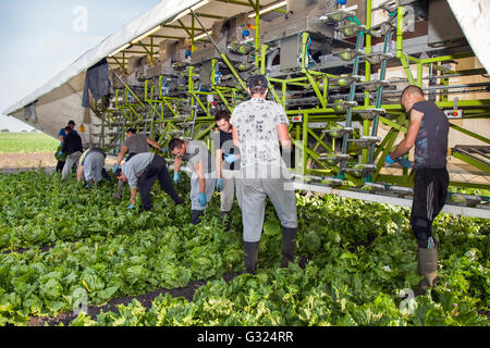 Lavoratori immigrati raccolta di raccolti di insalata a Tarleton, Preston, West Lancashire, UL tempo straordinario durante maggio e giugno ha portato a una coltura di insalata paraurti in questo giardino di mercato zona crescente del nord-ovest. La partenza dall'UE e la politica agricola comune (PAC) possono avere un impatto sulle aziende agricole britanniche e sul loro reddito e occupazione di migranti, con la domanda di manodopera migrante più persistente nel settore agricolo. Credit: MediaWorldImages/Alamy Live News Foto Stock