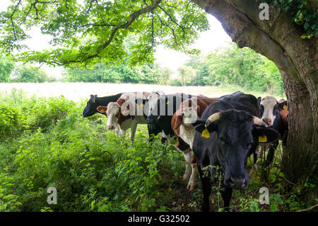 Batheaston, Somerset, Regno Unito meteo. Il 7 giugno 2016. Bovini da carne cercare ombra sotto un albero in un caldo giorno umido in prati al di sopra del villaggio. Foto di: Credito: Richard Wayman/Alamy Live News Foto Stock