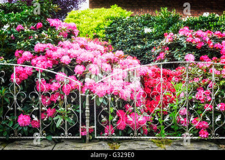 Fioritura di rododendro con fiori di colore rosa dietro il recinto nel giardino di primavera. Primavera dello sfondo. La messa a fuoco in primo piano Foto Stock