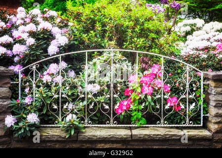 Fioritura di rododendro con fiori di colore rosa dietro il recinto nel giardino di primavera. Primavera dello sfondo. La messa a fuoco in primo piano Foto Stock