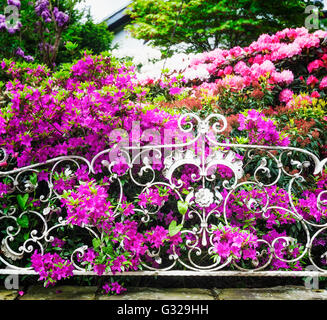 Fioritura di rododendro con fiori di colore rosa dietro il recinto nel giardino di primavera. Primavera dello sfondo. La messa a fuoco in primo piano Foto Stock