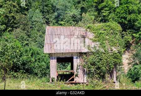 Abbandonato casa di legno nella foresta metà coperta da edera vitigni. Foto Stock