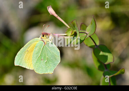 Macro dei maschi di Cleopatra butterfly (Gonepteryx cleopatra) alimentazione sul fiore visto di profilo Foto Stock