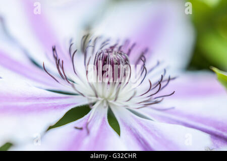 In prossimità dei bellissimi fiori a strisce di clematis Foto Stock