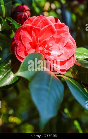 Red Camellia japonica con foglie Foto Stock