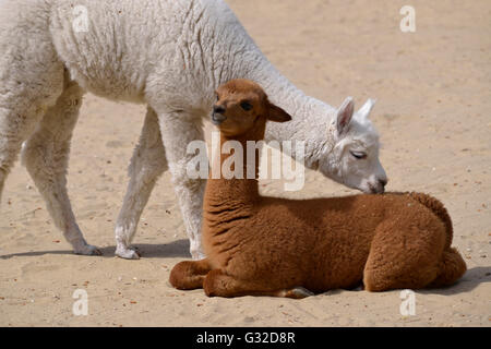 Due giovani alpaca, (Vicugna pacos) uno bianco e l'altra bruna, sulla sabbia Foto Stock