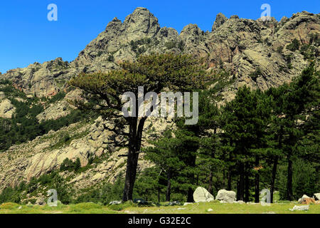 L'ago-simili Vette di Bavella in Corsica, Alta-Rocca, Francia Foto Stock