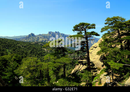 L'ago-simili Vette di Bavella in Corsica, Alta-Rocca, Francia Foto Stock