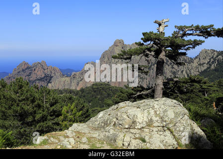 L'ago-simili Vette di Bavella in Corsica, Alta-Rocca, Francia Foto Stock