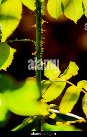 Rosaio spine retroilluminati da sera naturale la luce solare Foto Stock