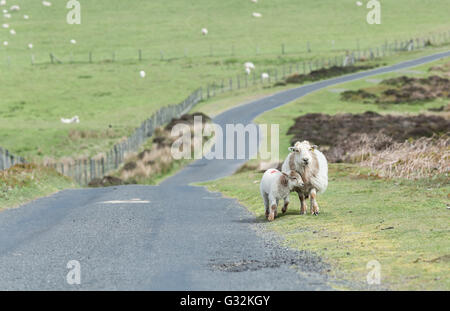 Coccole di agnello alla sua mamma tra vasti pascoli verdi Foto Stock