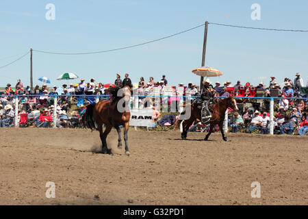 Cowboy e cavallo in un rodeo in Alberta, Canada Foto Stock