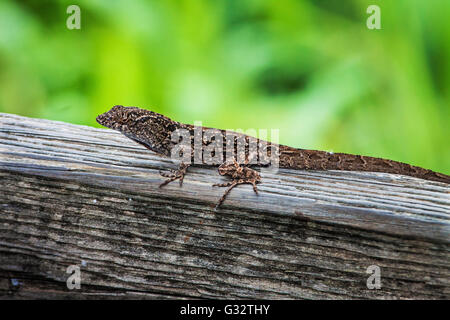 Brown Anole Lizard Foto Stock