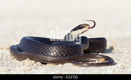 Black Racer Snake (Coluber Constrictor) su strada, Florida, Stati Uniti Foto Stock
