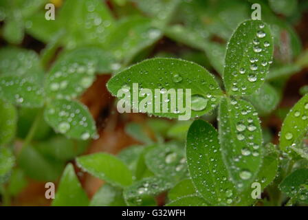 Close-up di gocce di pioggia sulle foglie di trifoglio Foto Stock