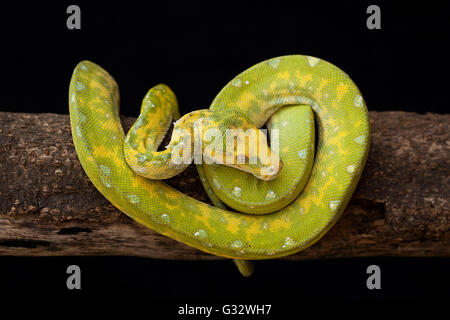 Constrictor snake sul ramo, Jember, East Java, Indonesia Foto Stock