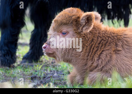 Ritratto di appoggio neonato marrone highlander scozzese di vitello Foto Stock