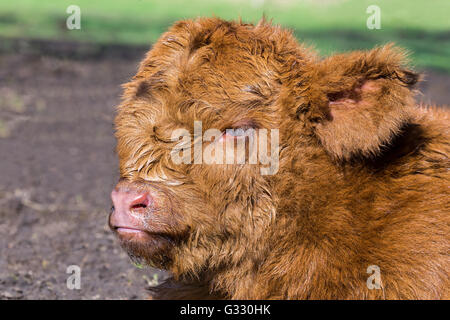 In prossimità della testa di marrone neonato highlander scozzese calf giacente in Prato Foto Stock