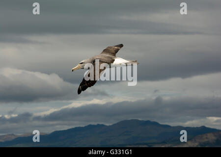 Il Salvin Mollymawk volando sopra l'Oceano Pacifico vicino alla costa di Kaikoura in Nuova Zelanda. Foto Stock