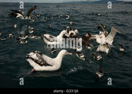 Albatross incontro attrarre sull'Oceano Pacifico albatri e altri uccelli marini con esche da fegato di pesce. Foto Stock