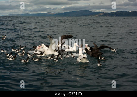 Albatross incontro attrarre sull'Oceano Pacifico albatri e altri uccelli marini con esche da fegato di pesce. Foto Stock