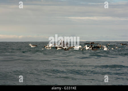 Albatross incontro attrarre sull'Oceano Pacifico albatri e altri uccelli marini con esche da fegato di pesce. Foto Stock