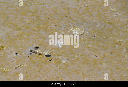 Mudskipper : pesci anfibio, attualmente inclusi nella sottofamiglia Oxudercinae, all interno della famiglia Gobiidae. Foto Stock