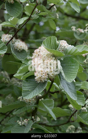 Sorbus thibetica John Mitchell. Sorbo montano tibetano "John Mitchell' in fiore in primavera. Regno Unito Foto Stock