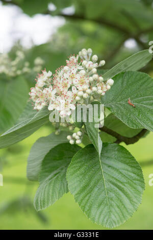 Sorbus thibetica John Mitchell. Sorbo montano tibetano "John Mitchell' in fiore in primavera. Regno Unito Foto Stock