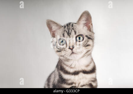 American shorthaired gattini su sfondo argento Foto Stock