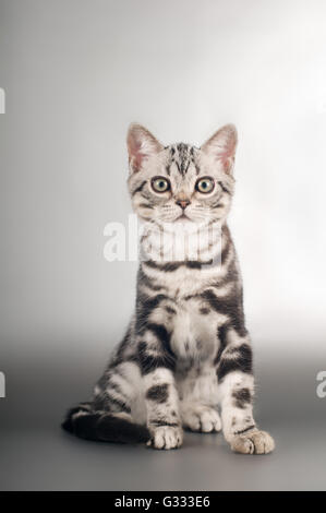 American shorthaired gattini su sfondo argento Foto Stock