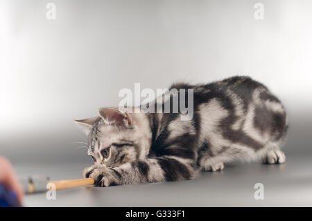 American shorthaired gattini su sfondo argento Foto Stock