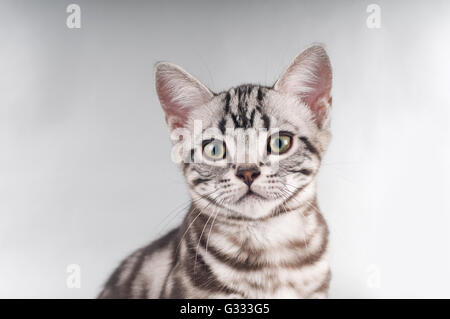 American shorthaired gattini su sfondo argento Foto Stock