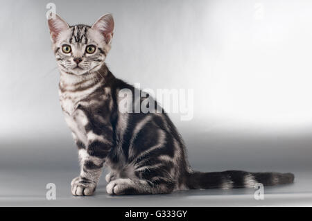 American shorthaired gattini su sfondo argento Foto Stock