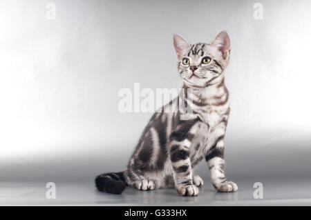 American shorthaired gattini su sfondo argento Foto Stock