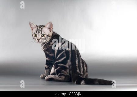 American shorthaired gattini su sfondo argento Foto Stock