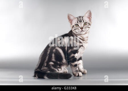 American shorthaired gattini su sfondo argento Foto Stock