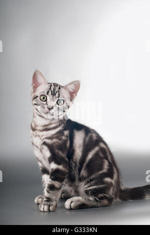 American shorthaired gattini su sfondo argento Foto Stock